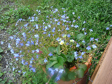 20080725_0220_thumb.jpg