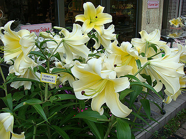 20080726_1040_thumb.jpg