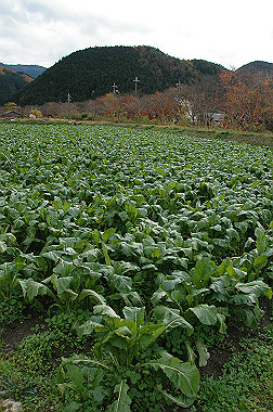 20081130_k490_thumb.jpg