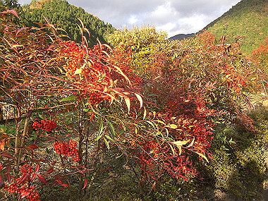 20081130_s842_thumb.jpg