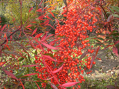 20081130_s843_thumb.jpg