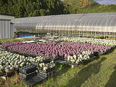 20081130_s848_thumb.jpg
