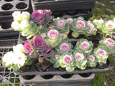 20081130_s849_thumb.jpg