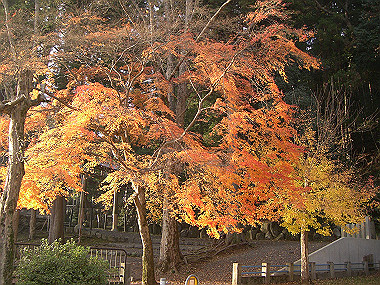 20081130_s860_thumb.jpg