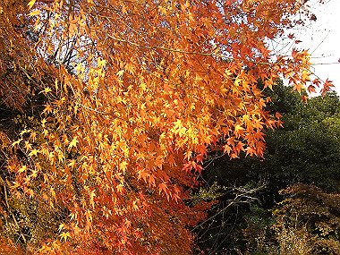 20081130_s861_thumb.jpg