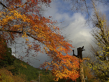 20081130_s864_thumb.jpg