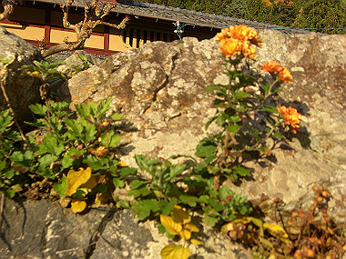 20081130_s868_thumb.jpg