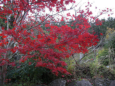 20081130_s874_thumb.jpg