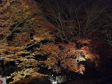 20081130_s905_thumb.jpg