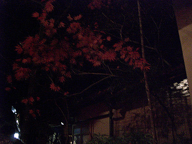 20081130_s915_thumb.jpg