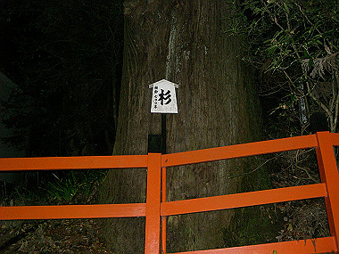 20081130_s923_thumb.jpg