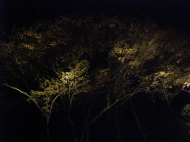 20081130_s930_thumb.jpg
