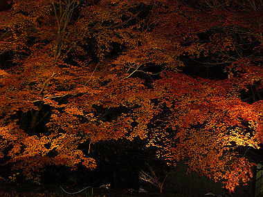 20081130_s956_thumb.jpg