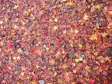 20081130_t122_thumb.jpg