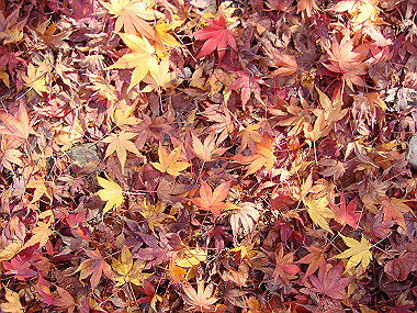 20081130_t123_thumb.jpg