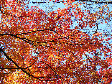 20081130_t124_thumb.jpg