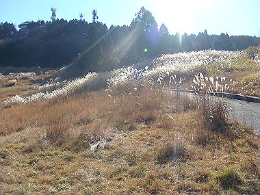 20081130_t146_thumb.jpg