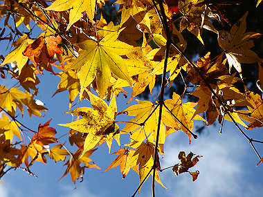 20081130_t173_thumb.jpg