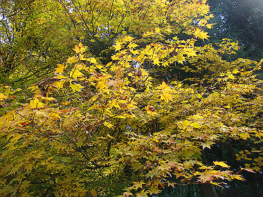 20081130_t180_thumb.jpg