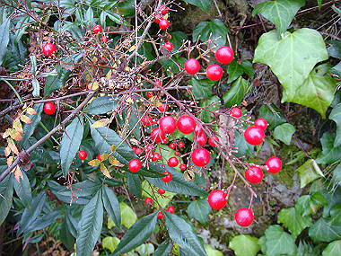 20081130_t244_thumb.jpg