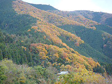 20081130_t257_thumb.jpg