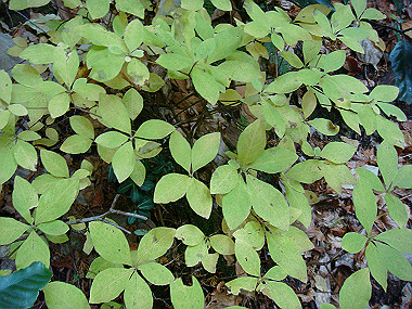 20081130_t262_thumb.jpg