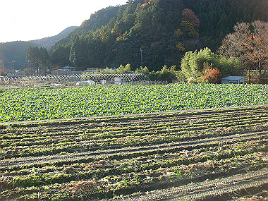 20081130_t275_thumb.jpg