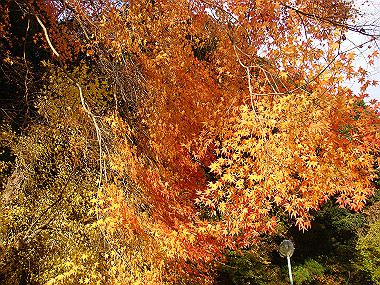 20081130_t291_thumb.jpg