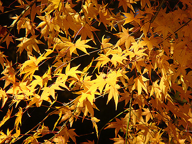 20081130_t293_thumb.jpg
