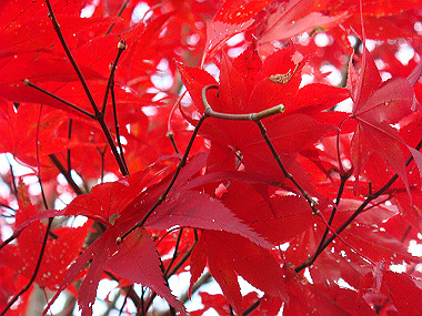 20081130_t304_thumb.jpg