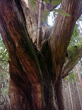 20081130_t309_thumb.jpg