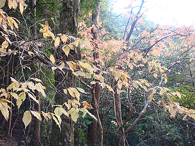 20081130_t313_thumb.jpg