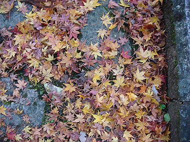 20081130_t315_thumb.jpg