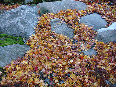 20081130_t317_thumb.jpg