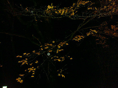 20081130_t368_thumb.jpg
