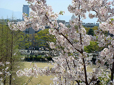 20090409_dsc06798_thumb.jpg