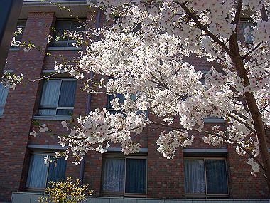 20090409_dsc06829_thumb.jpg