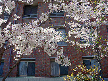 20090409_dsc06830_thumb.jpg