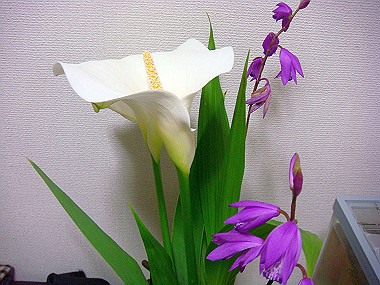20090510_dsc06848_thumb.jpg