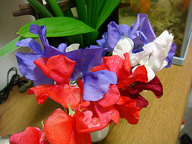 20090510_dsc06850_thumb.jpg