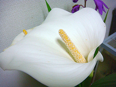 20090510_dsc06851_thumb.jpg