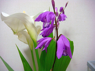 20090510_dsc06852_thumb.jpg