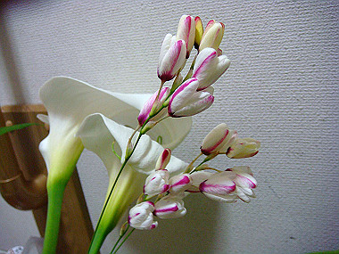 20090510_dsc06853_thumb.jpg