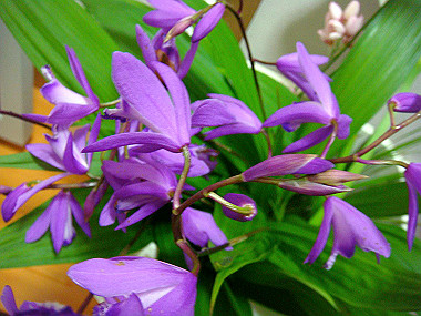20090510_dsc06855_thumb.jpg