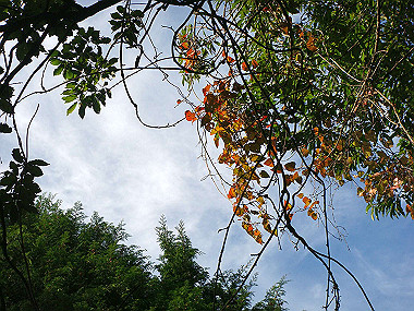 20091023_dsc00092_thumb.jpg