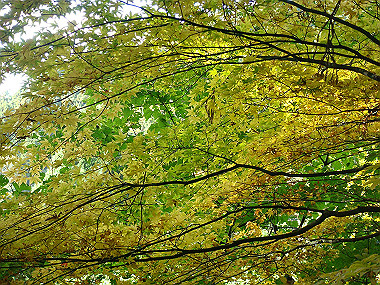 20091023_dsc00103_thumb.jpg