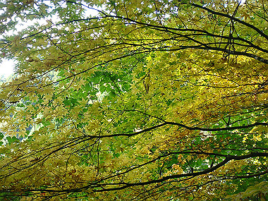 20091023_dsc00104_thumb.jpg