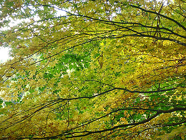 20091023_dsc00105_thumb.jpg