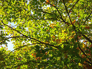 20091023_dsc00106_thumb.jpg