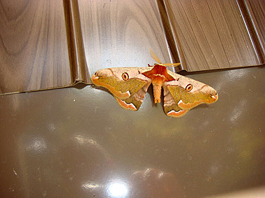 20091023_dsc00111_thumb.jpg